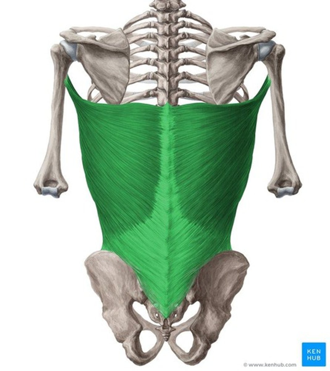 <p>Broad muscle covering most of your mid and lower back, extending to your sides.</p>
