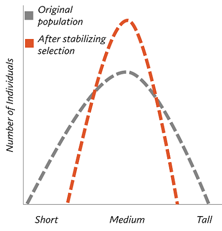<p>natural selection where the intermediate phenotype is favored</p>