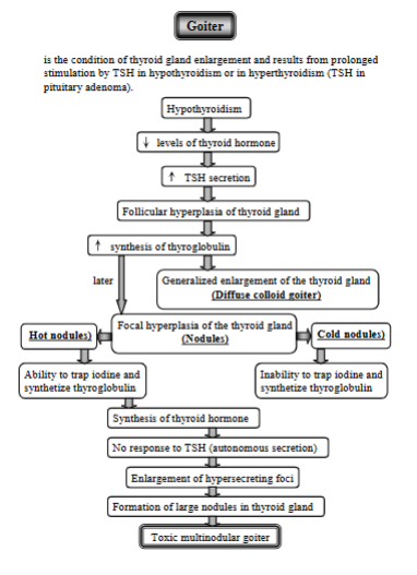 <p>Enlargement of thyroid gland, due to prolonged stimulation by TSH in hypothyroidism or in hyperthyroidism. </p><ol><li><p class="text-primary-foreground"><strong>Low Thyroid Hormone Levels (Hypothyroidism)</strong></p><ul><li><p class="text-primary-foreground">decreased levels of thyroid hormone → TSH increases in response</p></li><li><p class="text-primary-foreground">Follicular hyperplasia - constant TSH stimulation → thyroid grows, increased synthesis of thyroglobulin, leading to:</p><ul><li><p class="text-primary-foreground">diffuse colloid Goiter (generalized enlargement of the gland)</p></li></ul></li></ul></li><li><p class="text-primary-foreground"><strong>Focal Hyperplasia (Nodules) - </strong>Sometimes, specific areas of the thyroid enlarge, forming nodules. These can be:</p><ul><li><p>Hot Nodules: Nodules that can trap iodine and make thyroid hormone.</p><ul><li><p>These nodules stop responding to TSH.</p></li><li><p>Leading to Enlargement of Hypersecreting Foci</p></li><li><p>Formation of Large Nodules in Thyroid Gland</p></li></ul></li><li><p>Cold Nodules: Nodules that cannot trap iodine or make thyroid hormone.</p></li></ul></li><li><p class="text-primary-foreground"><strong>Toxic Multinodular Goiter</strong></p><ul><li><p>This occurs when large nodules form in the thyroid gland, autonomously secreting thyroid hormone.</p></li></ul></li></ol><p></p>