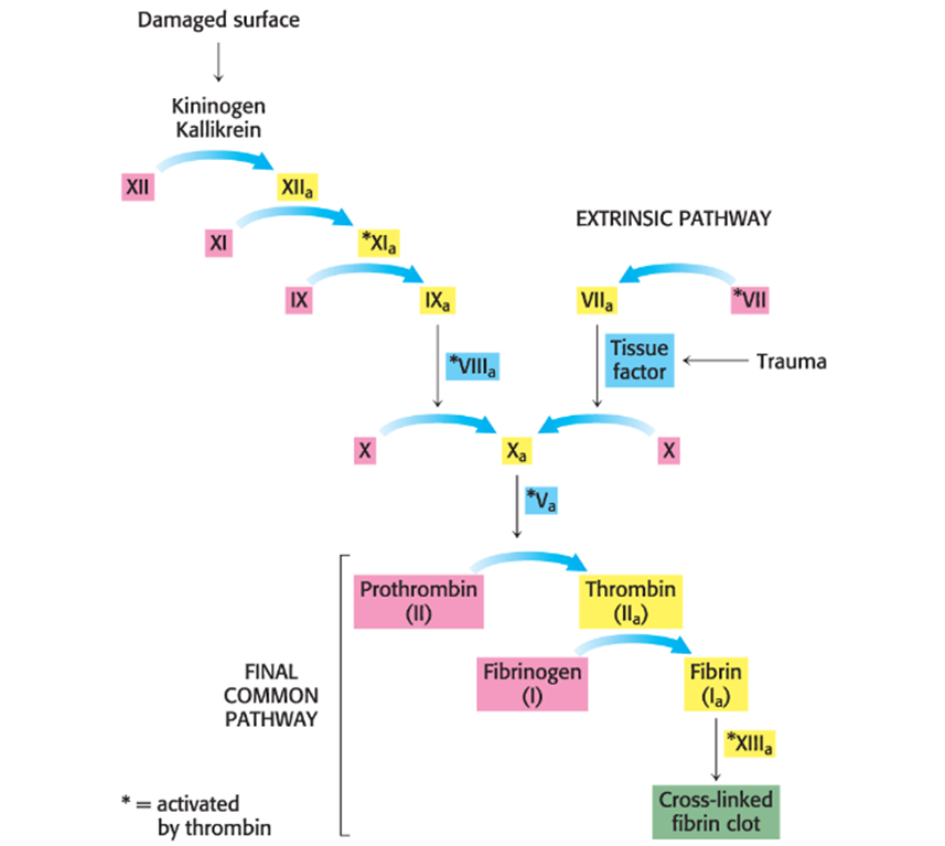 <p>Hemophilia is a defect in an early step in clotting</p>