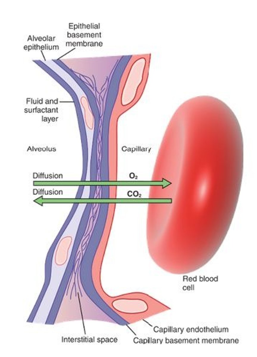 <p>The barrier across which gases diffuse between alveoli and blood.</p>