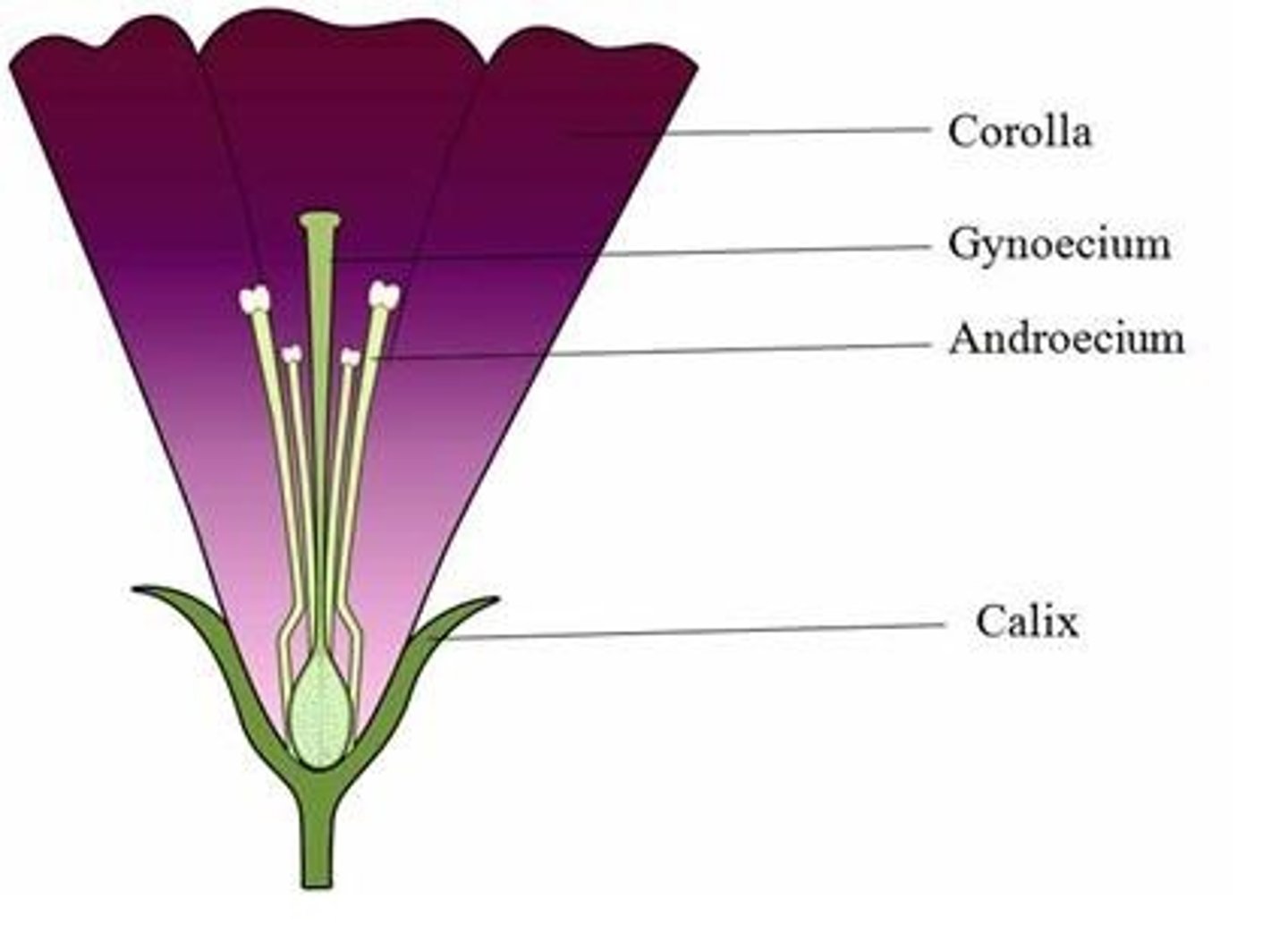 <p>Collective name for a flower's pistil</p>