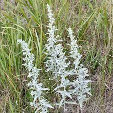 Prairie Sage