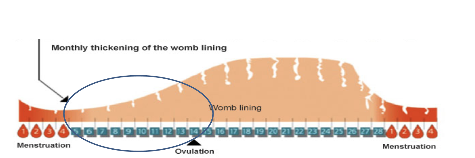 <ul><li><p>Egg cell starts to mature Menstrual cycle → endometrium grows + thickens again → in case fertilise egg needs to implant itself</p></li></ul><p></p>
