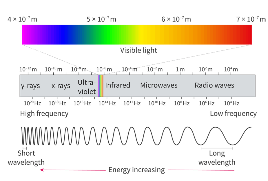 <p>Divided into 7 regions arranged in order of frequency, wavelength or energy</p><ul><li><p>Frequency and wavelength are inversely proportional</p></li><li><p>The energy and frequency are directly proportional</p></li><li><p>Radio waves have the lowest energy, lowest frequency, and longest wavelength </p></li><li><p>Gamma rays have the highest energy, highest frequency and shortest wavelength </p></li></ul><p></p>