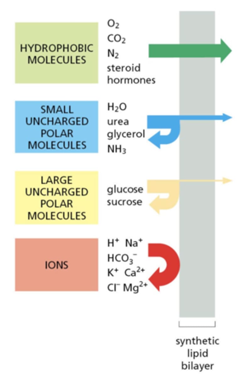 <p>1. hydrophobic molecules (highest)</p><p>2. small uncharged polar molecules</p><p>3. large uncharged polar molecules</p><p>4. ions (lowest)</p>