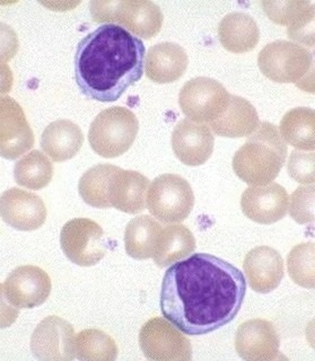 <p>A type of white blood cell that make antibodies to fight off infections...T and B cells....</p><p>Have a dark stained nucleus</p>