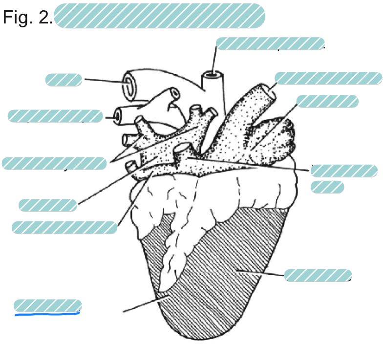 <p>What is the underlined label?</p>