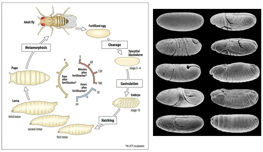 <ul><li><p>In Drosophila, the fundamental body patterning is already set up in the egg, even before fertilization. </p></li><li><p>This is due to the maternal contribution of RNAs and proteins that are asymmetrically localized within the oocyte during oogenesis. </p></li><li><p>These maternal factors establish the initial A-P and D-V axes.</p></li></ul><p></p>