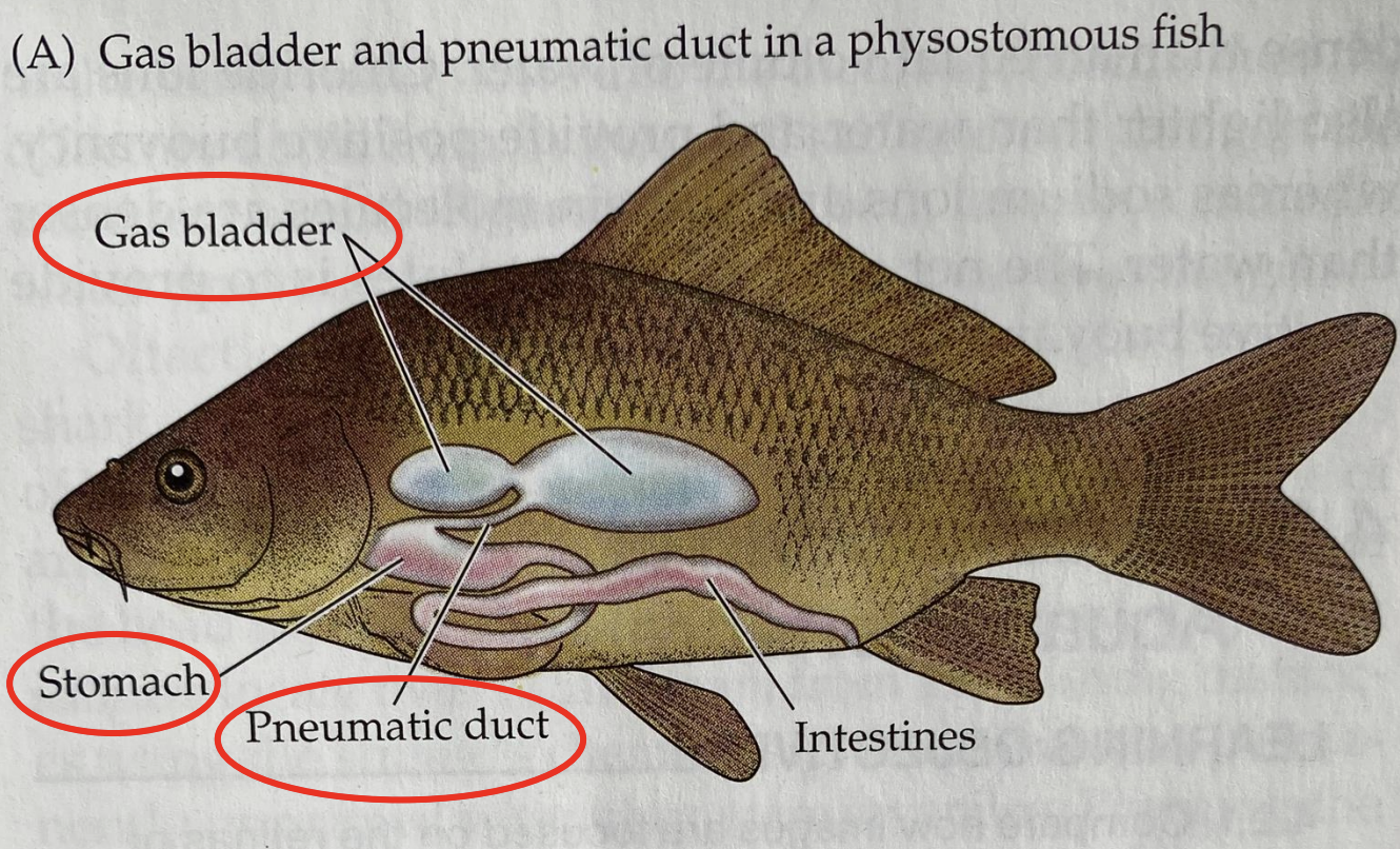 <p>Retain a connection between the gut and bladder (pneumatic duct) </p><p>Permits gulping of air to fill bladder and burping to empty it E.x Basal teleosts</p>