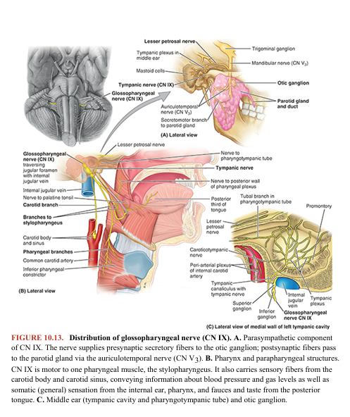 <p>GLOSSOPHARYNGEAL NERVE (CN IX)</p>