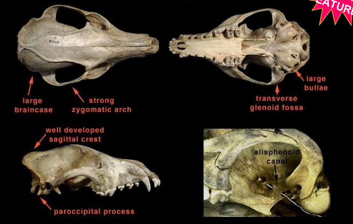 <p>Skull Characteristics: Carnivora - Canidae - dogs, foxes, wolves</p>