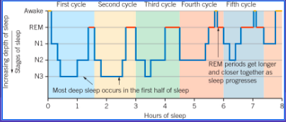 <ul><li><p><span>A hypnogram is a line graph of a person’s sleep mapped over time.&nbsp;</span></p></li><li><p><span>A hypnogram displays the sleep architecture or patterns of a sleep episode, with a typical night’s sleep for an adult consisting of five sleep cycles featuring REM and NREM sleep.&nbsp;</span></p></li><li><p><span>Time (in terms of the time of a 24-hour day or hours since attempting to sleep) is plotted on the horizontal x-axis. The types and stages of sleep are shown on the vertical y-axis, with wakefulness at the top and deepest sleep at the bottom.&nbsp;</span></p></li><li><p><span>Therefore, a hypnogram shows how a person’s sleep progresses through several sleep cycles consisting of REM sleep and the three stages of NREM sleep, over the course of a night.</span></p></li></ul><p></p>