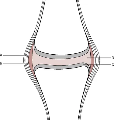 <p>joints that are filled with fluid and separates the bone from another</p><ul><li><p><strong>knuckle, knee</strong></p></li></ul><p></p>