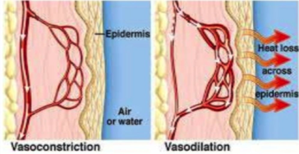 <p>Vasodilation of skin arterioles</p>