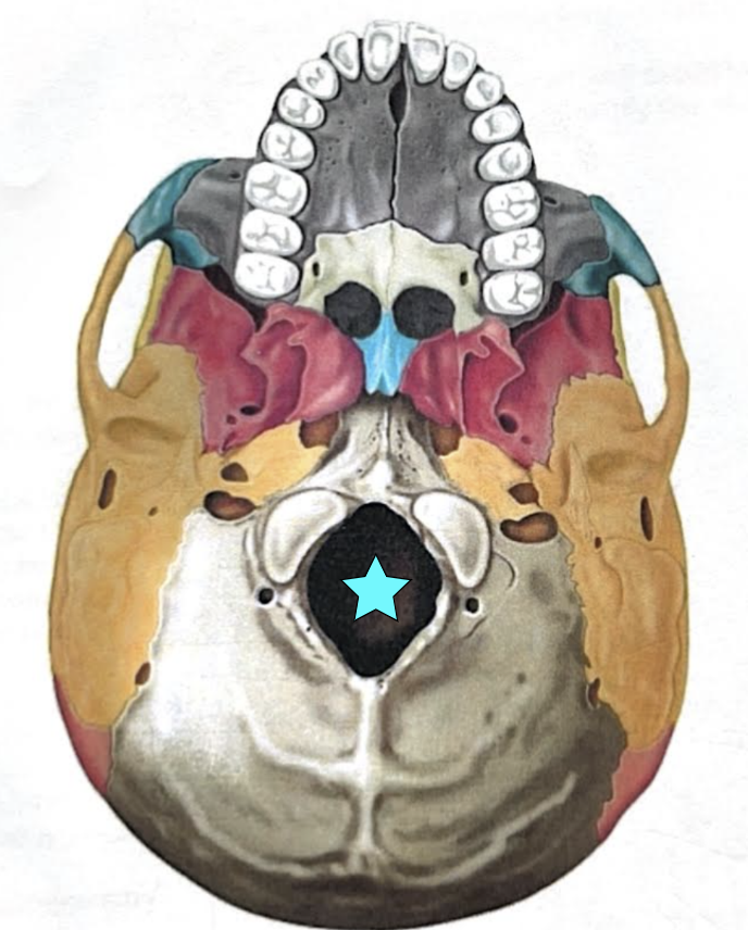 <ul><li><p><strong>Foramen magnum</strong></p></li><li><p>Large opening in the base of the bone, which allows the spinal cord to join with the brain stem </p></li></ul><p></p>