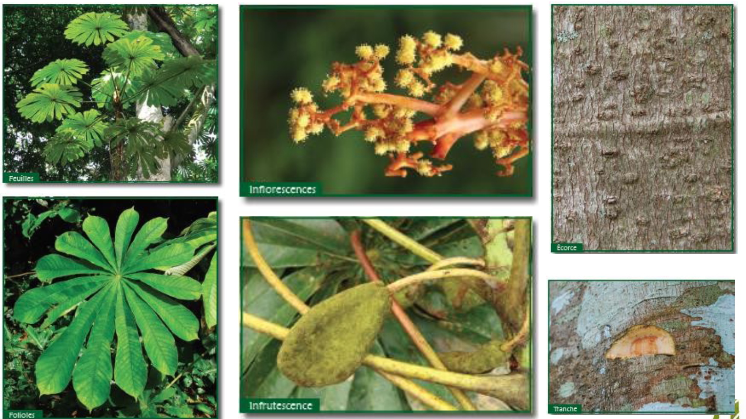 <p>A pioneer species characterized by stilt roots, large parasol-like leaves, and known for its fast growth.</p>