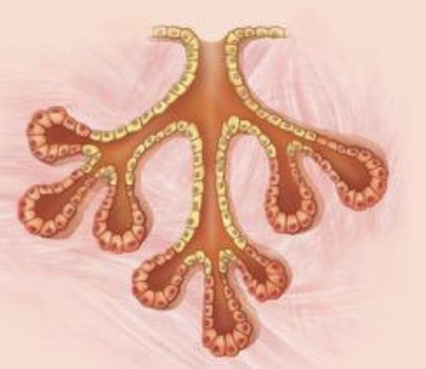 <p>What gland duct type is this?</p>