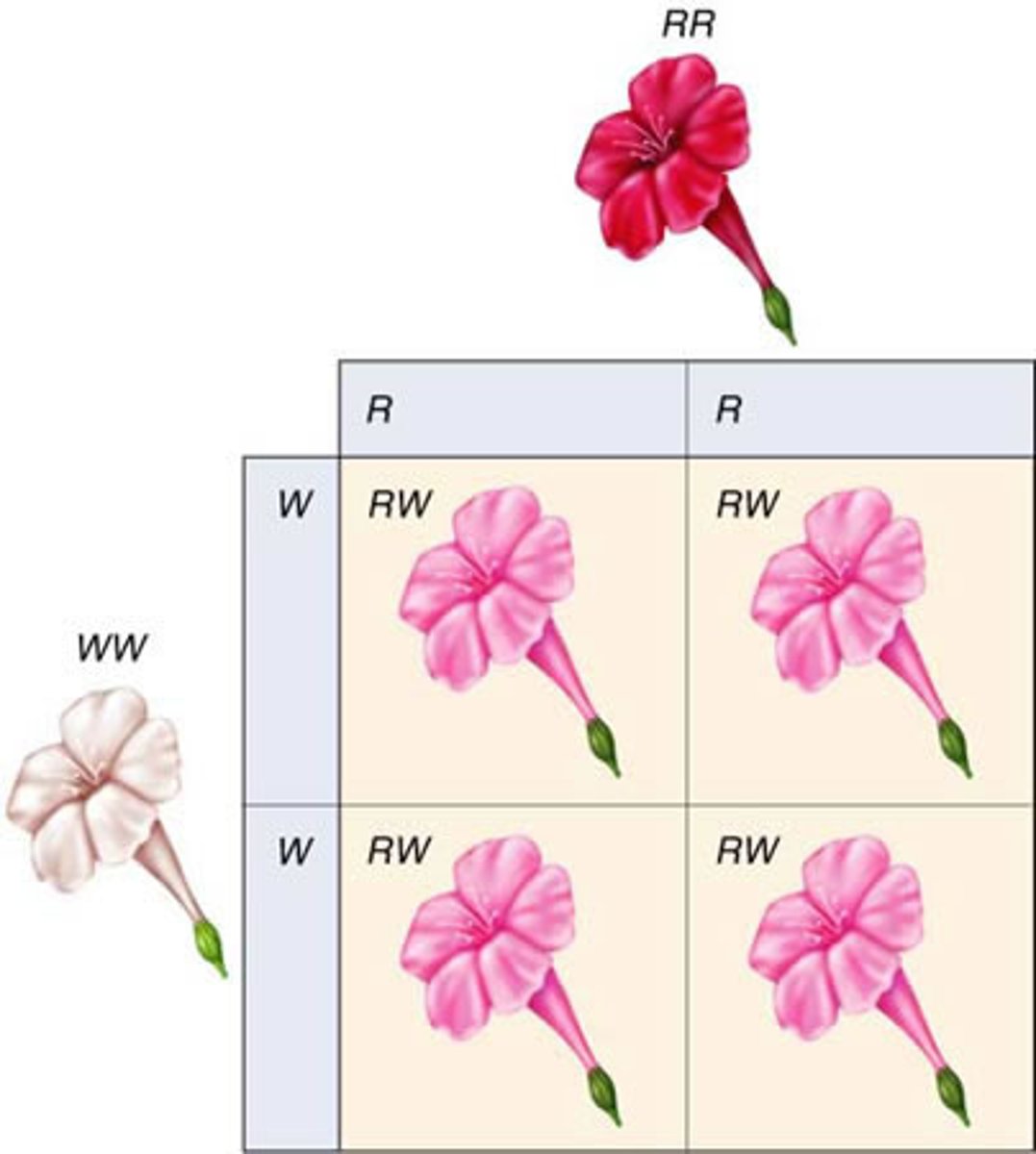<p>2+ alleles influence phenotype (red x white = pink)</p>