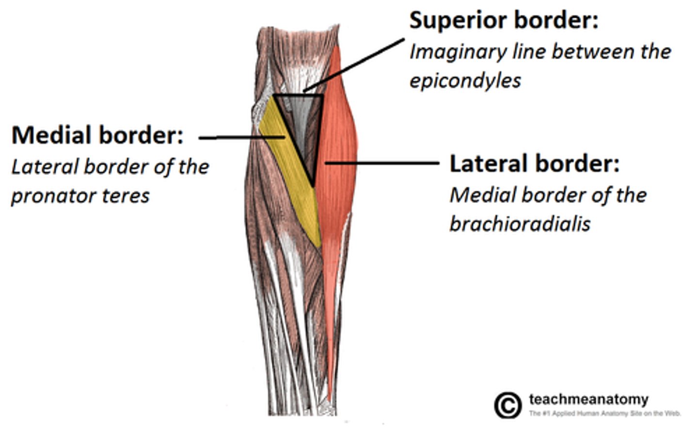 <p>boundaries: pronator teres, brachioradialis, line b/t epicondyles; contains: biceps tendon, brachial artery (which splits into radial and ulnar arteries), median nerve</p>