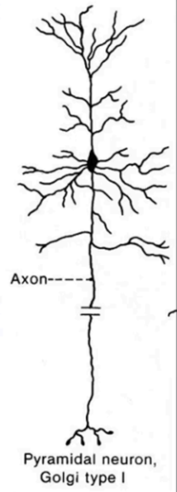 <p>Golgi Type I</p>