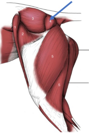 <p>smaller rump muscle, superficial, caudo-distal to the hip joint</p><p>Origin: lateral border of the sacrum</p><p>Insertion: proximal femur</p><p>Action: extend the hip, abduct the limb</p>