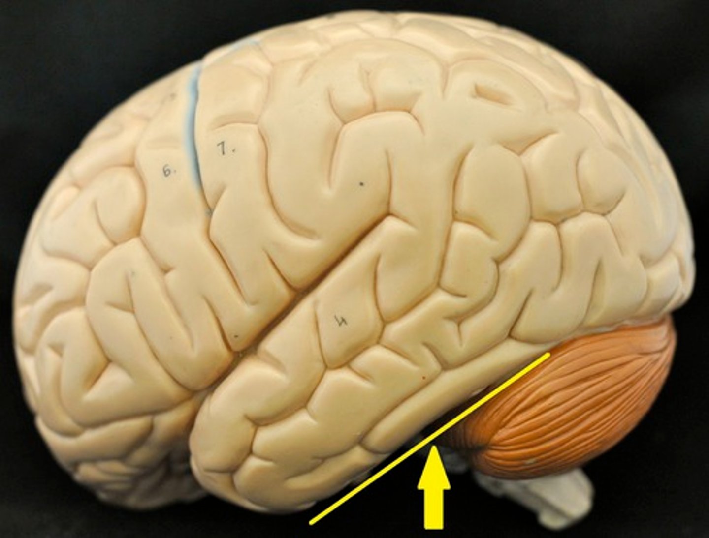 knowt flashcard image