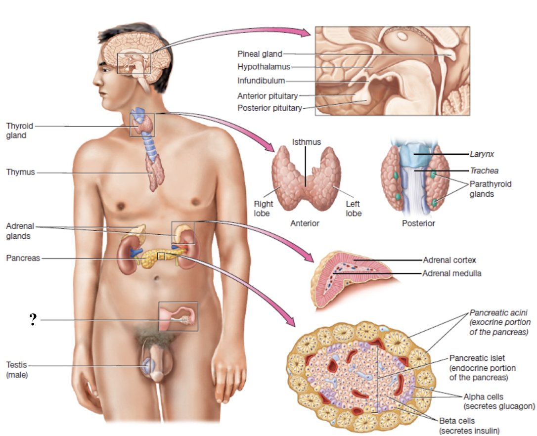 <p>almond-shaped, lateral to uterus near uterine tube ends</p><ul><li><p>produce oocytes, the female gametes, and secrete sex hormones</p></li></ul><p></p>