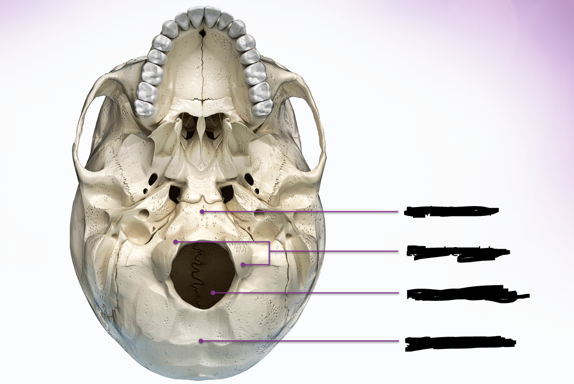 <p>occipital</p>