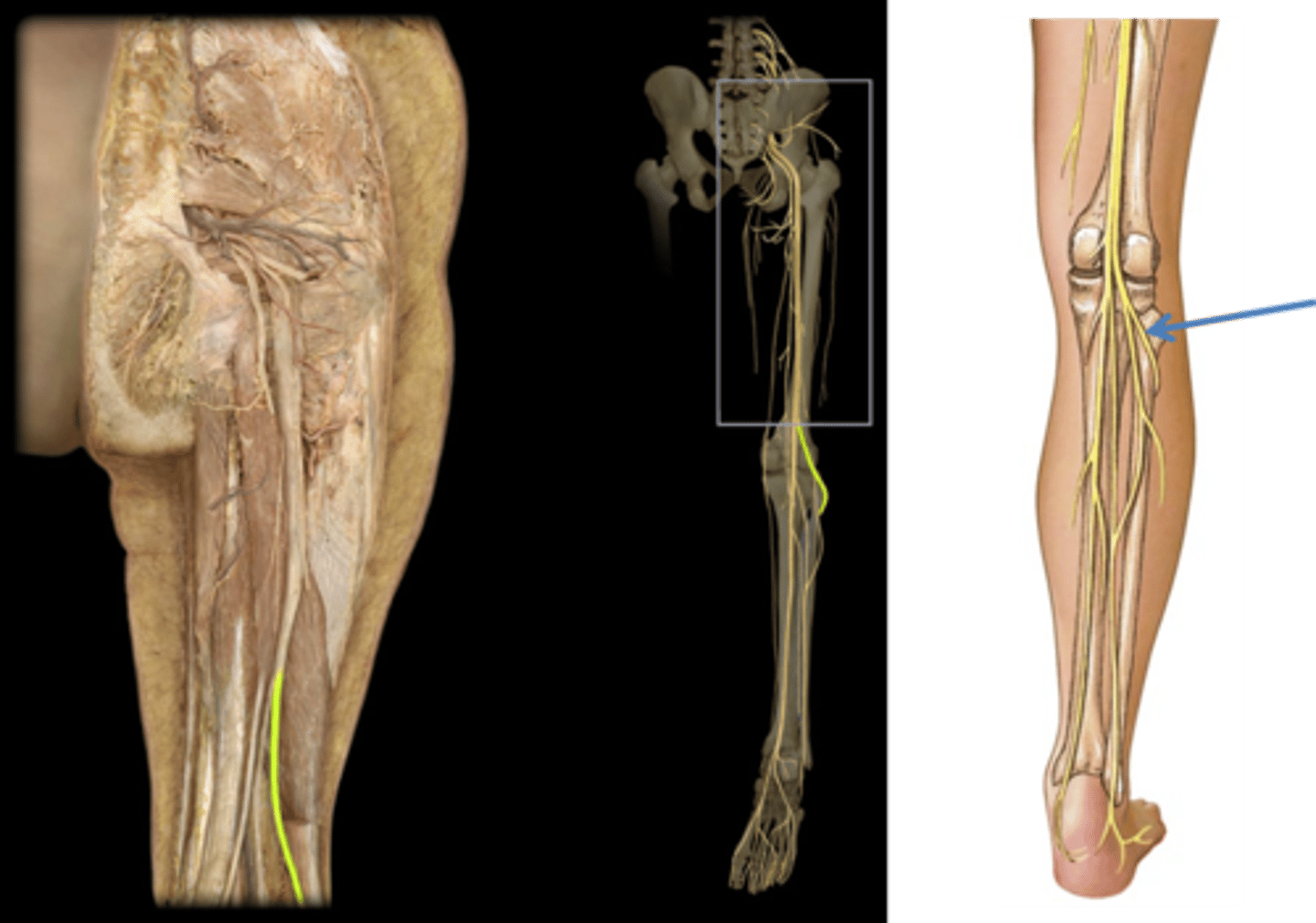 <p>Superficial fibular nerve</p><p>Deep fibular nerve</p>