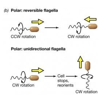 <ul><li><p><span>The direction of rotation determines the movement of the cell.</span></p></li><li><p class="MsoListParagraph"><span>Periodically the direction of rotation is briefly reversed, causing what is known as a “___”, and results in reorientation of the cell.</span></p></li><li><p class="MsoListParagraph"><span>When counterclockwise rotation is resumed, the cell moves off in a new direction.</span></p></li></ul><p></p>