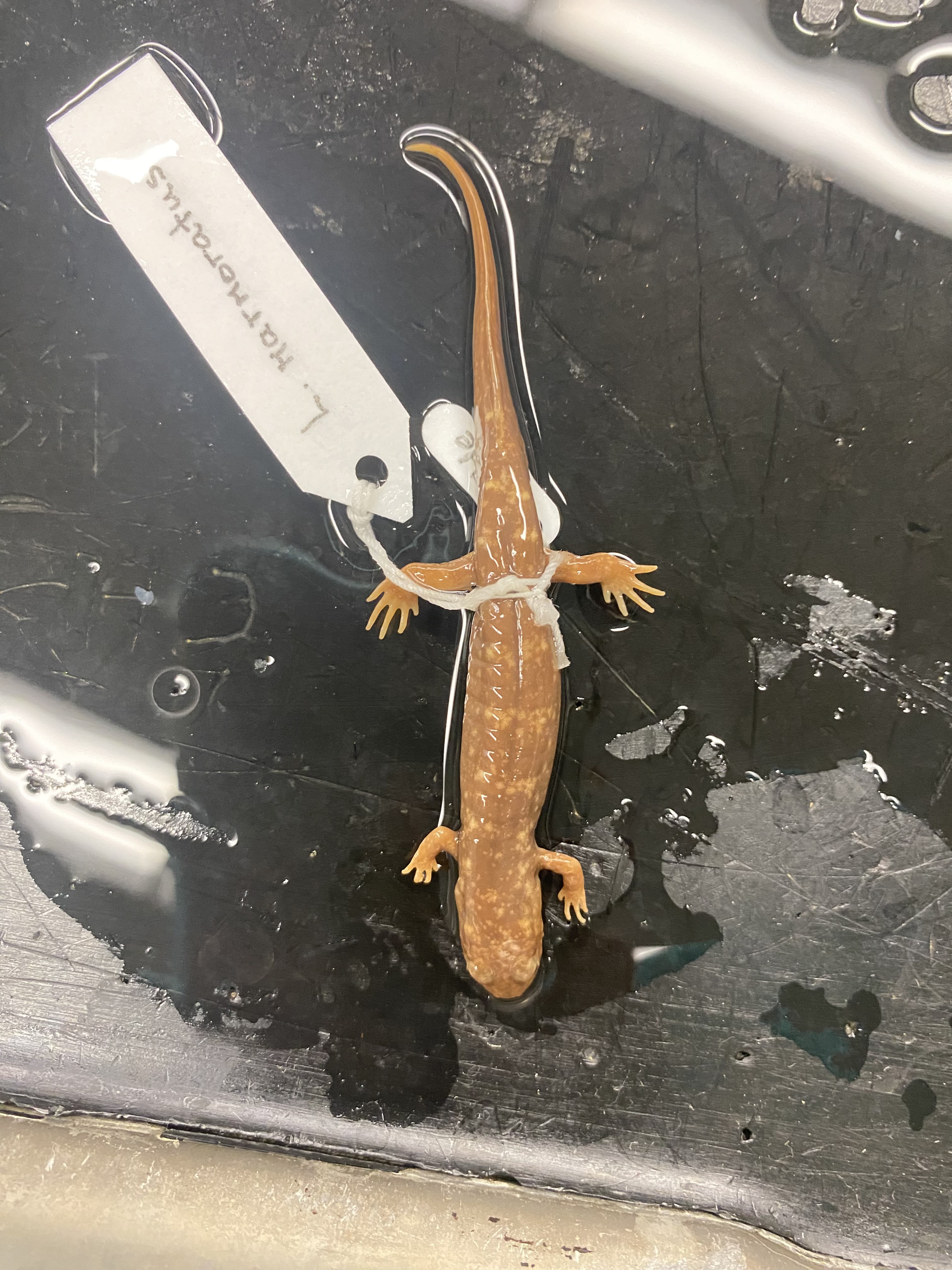 Shovel-nosed Salamander
