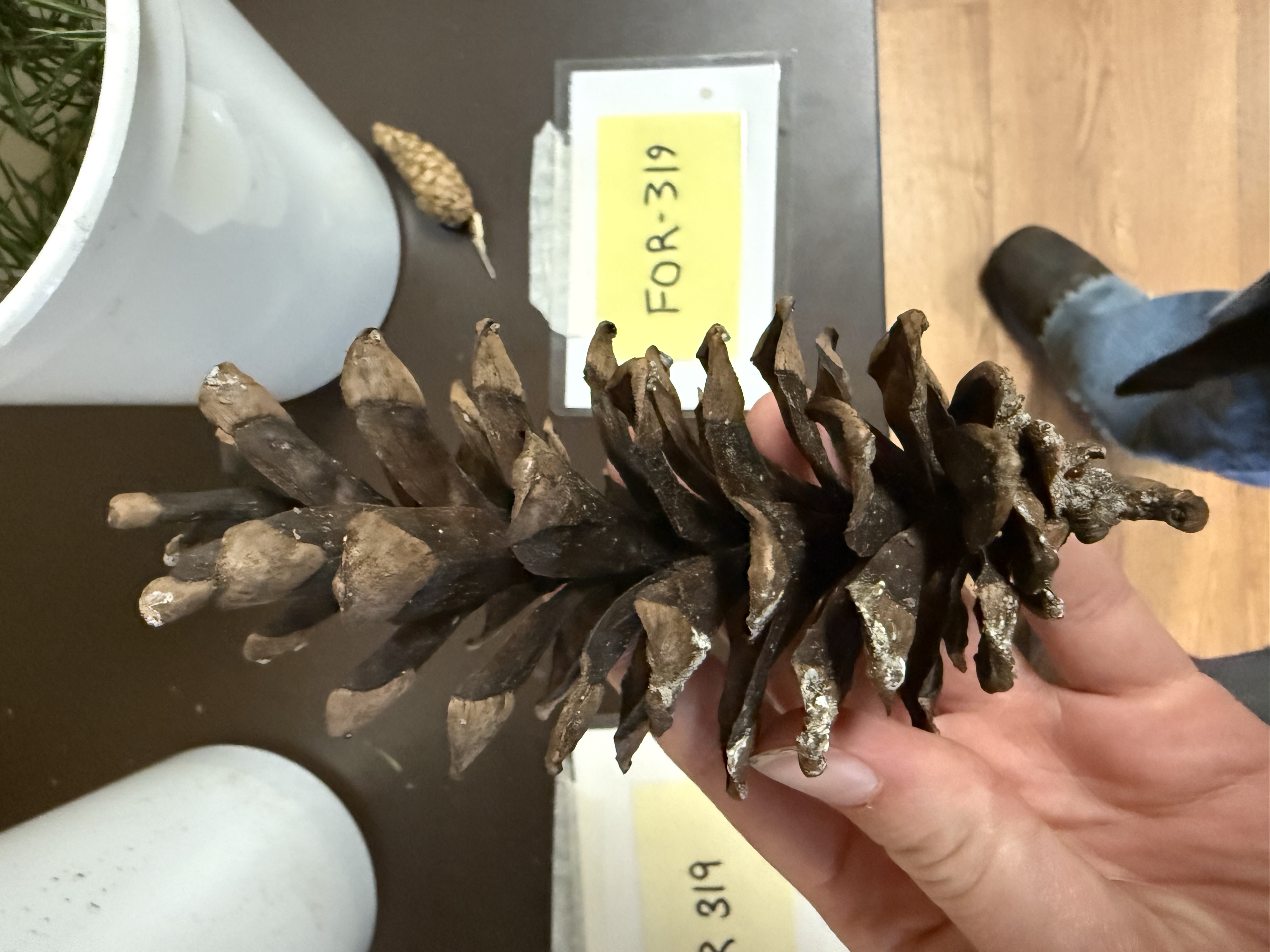 <p>Eastern white pine</p>