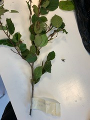Alnus alnobetula