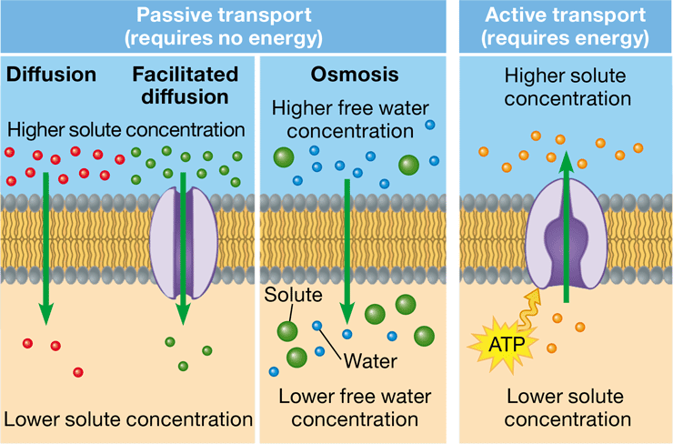 <p>passage of a substance through a transport protein across a membrane down a concentration gradient</p>