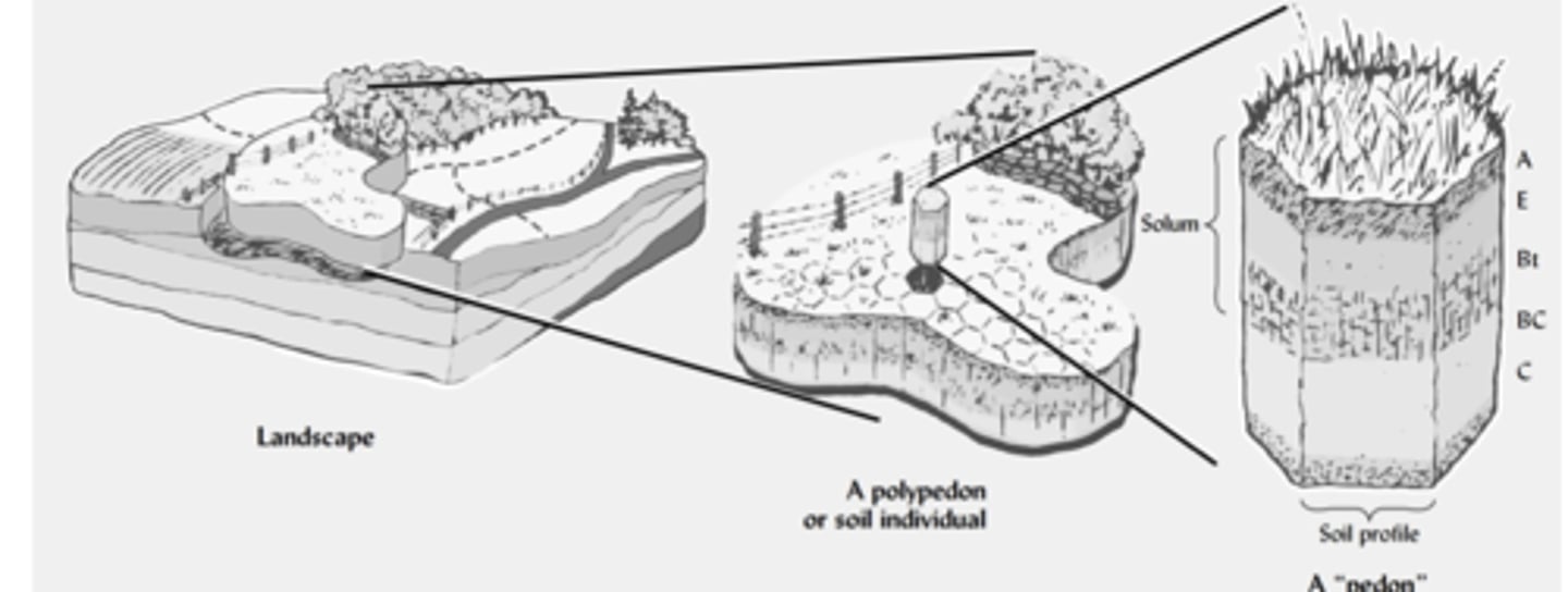 <p>A pedon is an imaginary three-dimensional unit of soil that represents the smallest volume in the landscape that still contains all the soil horizons and properties of that soil type.</p><p>It’s imaginary because soil scientists define it as a standard measurement unit, but in practice they dig or sample an area of about 1–10 m² to represent it.</p>