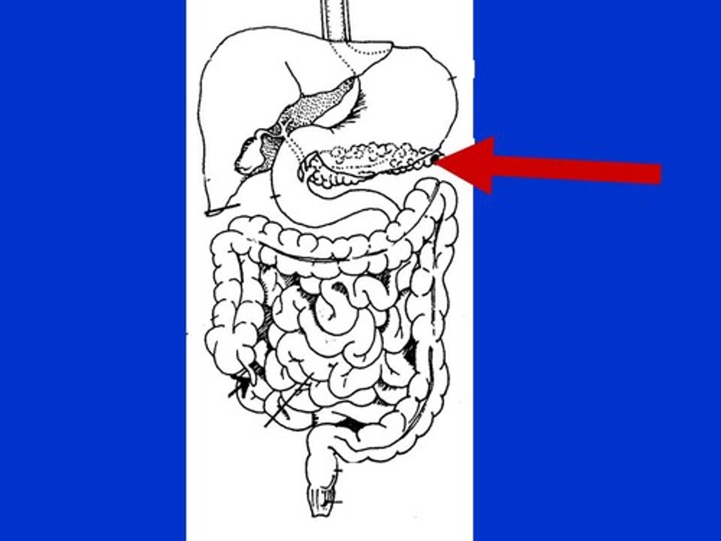 <p>An organs in the abdominal cavity that is deep to the stomach</p>