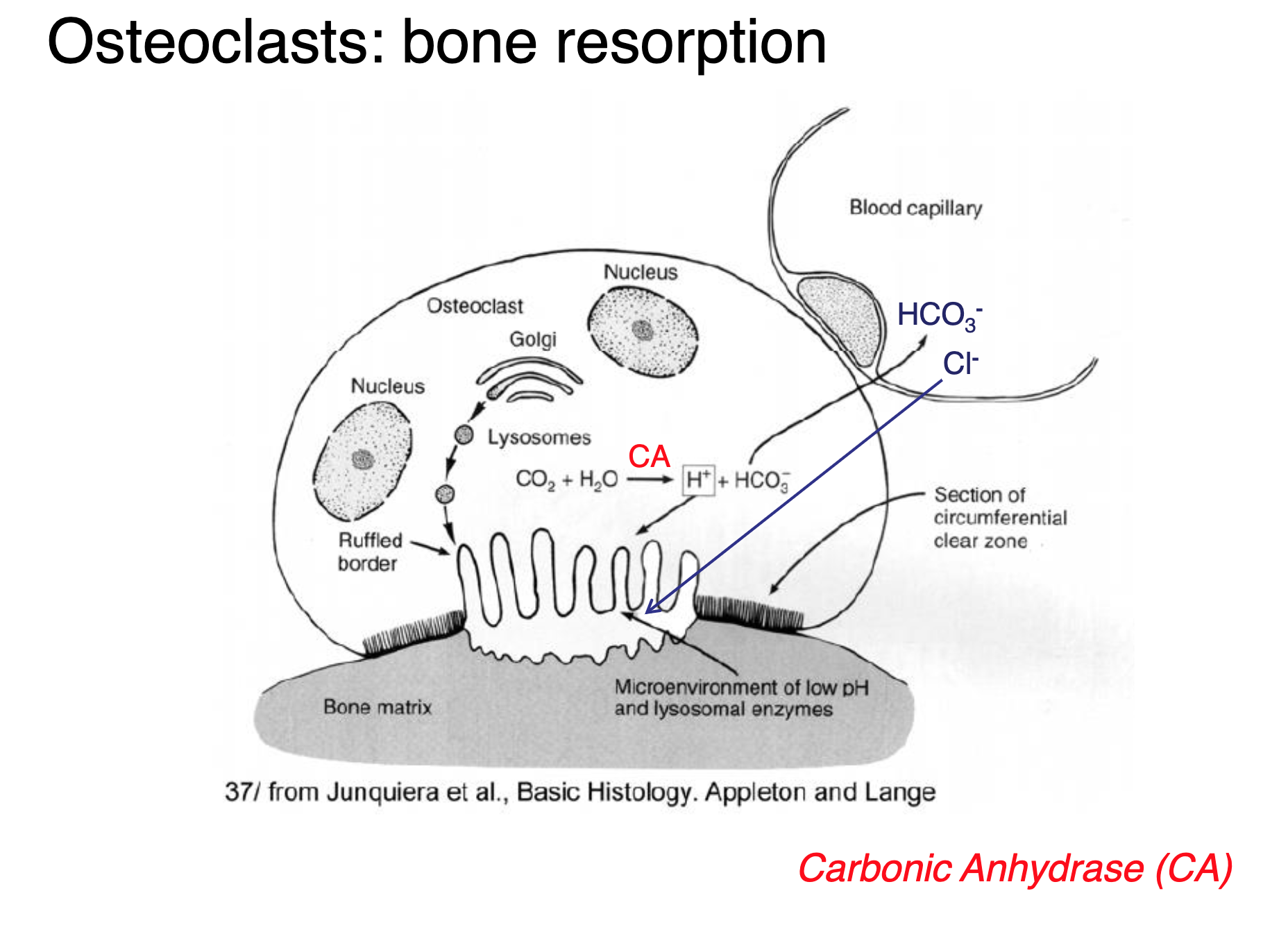 <p>Explain how calcium is released from the bone matrix.</p>