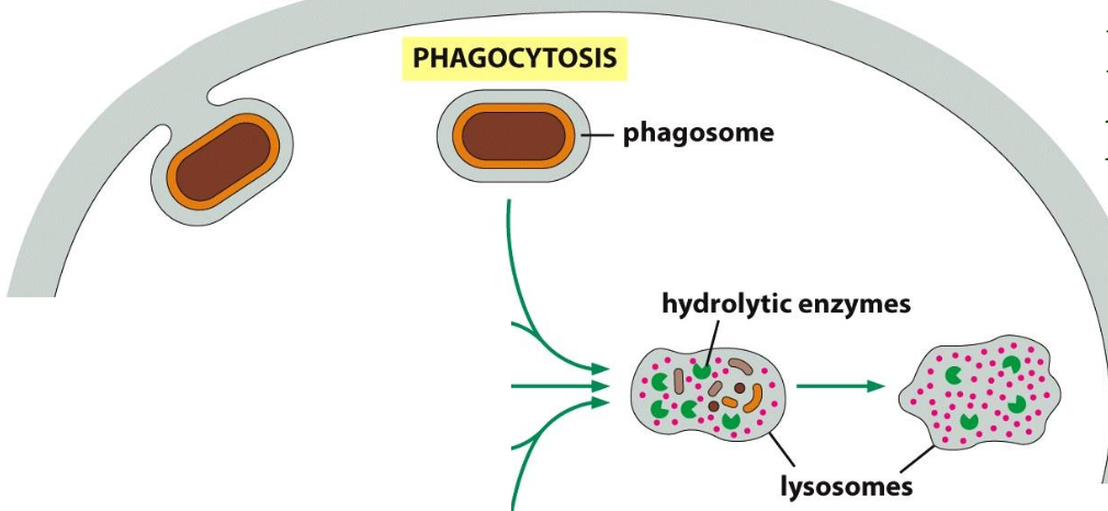 <ol><li><p>Defined as the uptake of large molecules.</p><ol><li><p>Uptake of bacteria (defense mechanism) or cellular debris; by specialised cells (macrophages)</p></li><li><p>Particles usually bind to receptors (f.i. for antibodies) before uptake (”triggered process”)</p></li><li><p>Uptake --> large endocytic vesicles (phagosomes) --> fusion with lysosomes --> degradation</p></li></ol></li></ol><p></p>