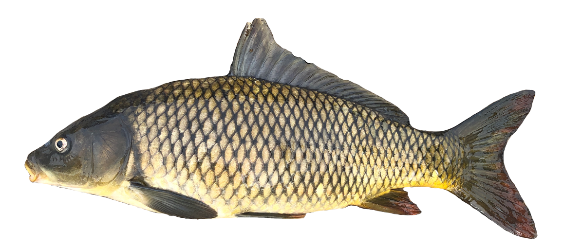 <p>Cyprinidae;</p><p><span><span>Common Carp;</span></span></p><p><span><span>Cyprinus carpio</span></span></p>