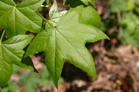 Altingiaceae

Liquidambar styraciflua