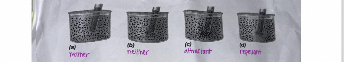 <p><span>Which of the capillaries below contains a repellant?</span></p>