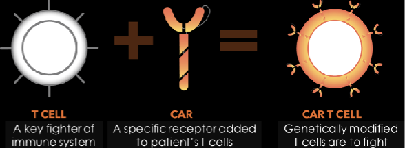 <p><strong>Targeted Gene Therapy to Treat Cancer: ______ ______</strong></p><ul><li><p>a new receptor is added to a patient’s ______ ______</p></li><li><p>CAR = ______ ______ ______</p></li><li><p>once the T cell has the CAR —&gt; ______ ______</p></li><li><p>in 2017, FDA approved CAR T cell therapy for ______ ______ ______ and ______ ______</p></li></ul><p></p>