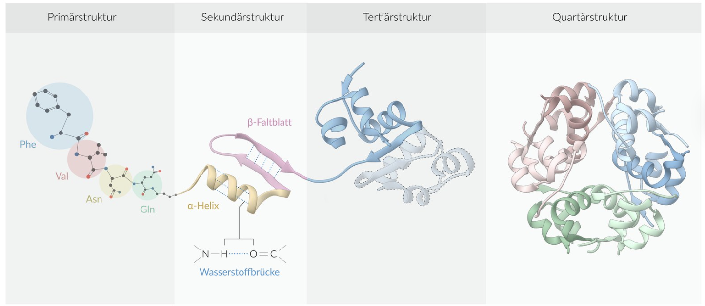 <p>E. Hydrogen bonds between adjacent sections of the polypeptide chain</p>