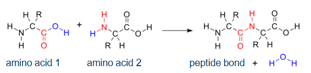 <p>Short <span style="color: red">chains of amino acids</span>.</p>