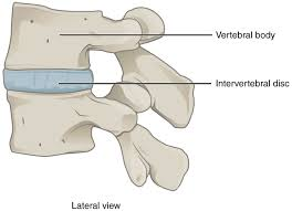 <p>Also known as a cartilaginous joint; a type of joint found in the human body that allows for some limited/relative movement. These joints are characterized by the presence of cartilage connecting the articulating bones, meaning there is no direct bone to bone contact. ex: vertebrae</p>