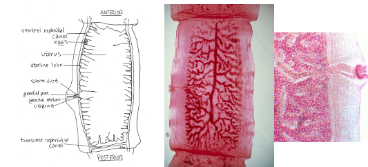 <p>What is the genus, species, and segment of this parasite?</p>