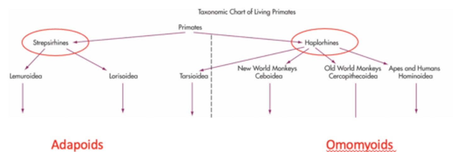 <p>Adapoids and Omomyoids</p>