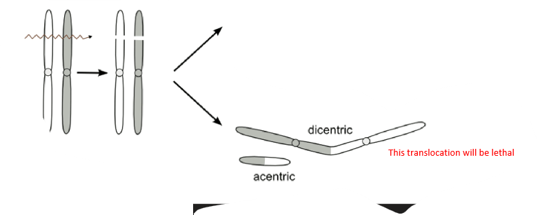 <p>offspring may receive only one of the rearranged chromosomes, becoming genomically incomplete</p><ul><li><p>lead to miscarriage or impacted physical/mental development</p></li></ul><p></p>