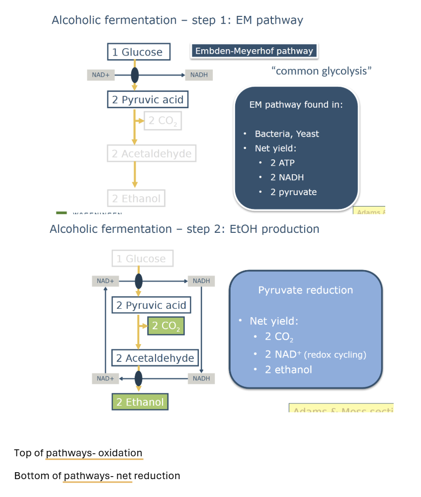 <p><span style="line-height: 22.0875px;">Embden-Meyerhof pathway is the main metabolic route to provide&nbsp;<br>pyruvate for ethanol production&nbsp;<br></span></p>